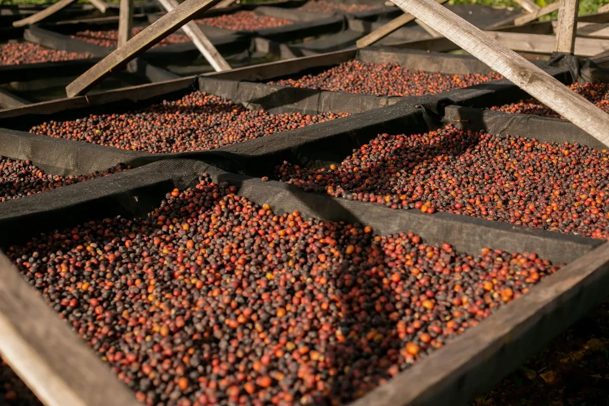coffee farm harvest